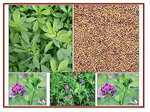RK Seeds Combo Of Alfalfa seeds, Lucerne seeds And Hedge Lucerne Seeds, Cab Be used as animal fodder. - Image 3