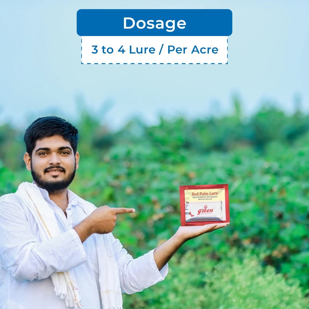 Pheromone Lure (Rhynchophorus Ferrugineus) For RPW - Red Palm Weevil. Useful In Coconut Palm, Date Palm, Oil Palm & Areca Nut Palm. - Image 5