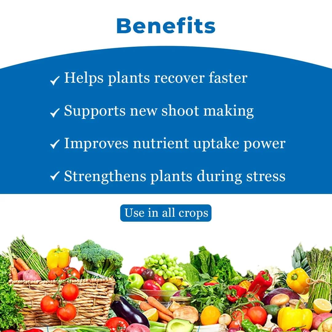 Anand Amino Acid Powder 80% Is Unique Blend of 18 Essential Amino Acids, Increase the content of chlorophyll. - Image 4