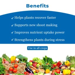 Anand Amino Acid Powder 80% Is Unique Blend of 18 Essential Amino Acids, Increase the content of chlorophyll. 4