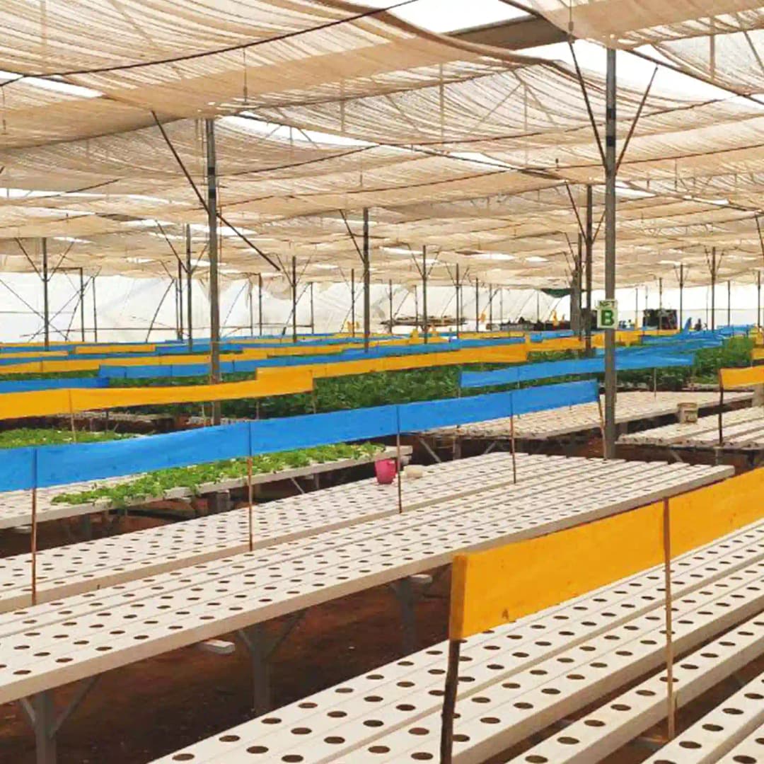 Barrix Magic Chromatic Trap Sticker Roll, Non-Drying, Non-Fading, Non-Dripping. Uses for Organic farms, Open field, Gardens, Nurseries, Orchards. - Image 5