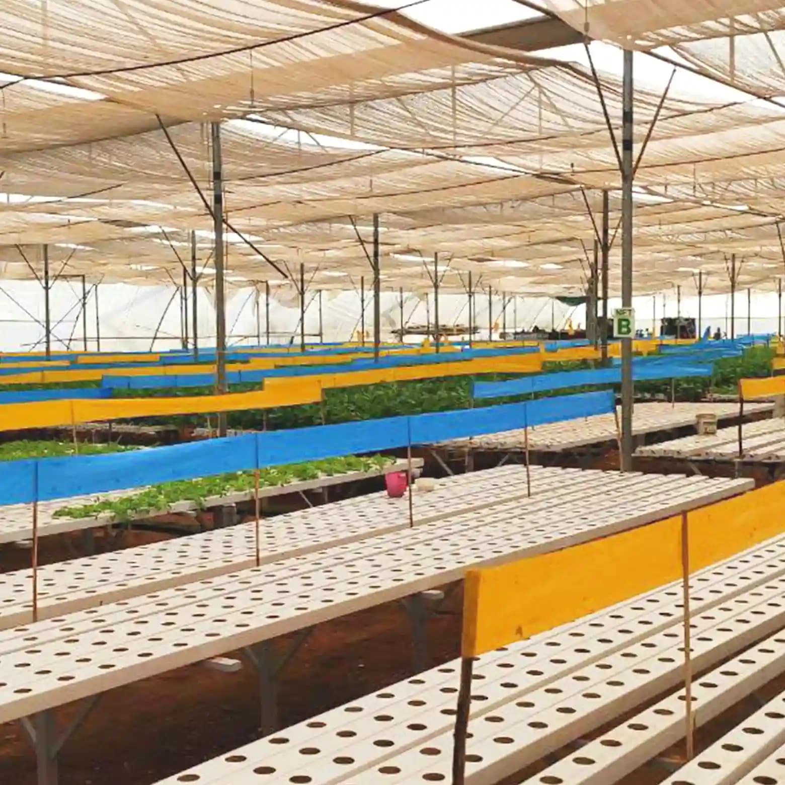 Barrix Magic Chromatic Trap Sticker Roll, Non-Drying, Non-Fading, Non-Dripping. Uses for Organic farms, Open field, Gardens, Nurseries, Orchards. - Image 5