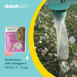 Gaiagen Pheromone Lure for Pink Bollworm (Pectinophora Gossypiella) And Insect Funnel Trap, IMO Certified. 9