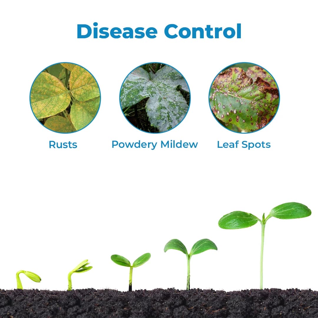Exylon Hexaguard Hexaconazole 5% SC Fungicide, Effective For Rust And Mildew Control In Crops - Image 3