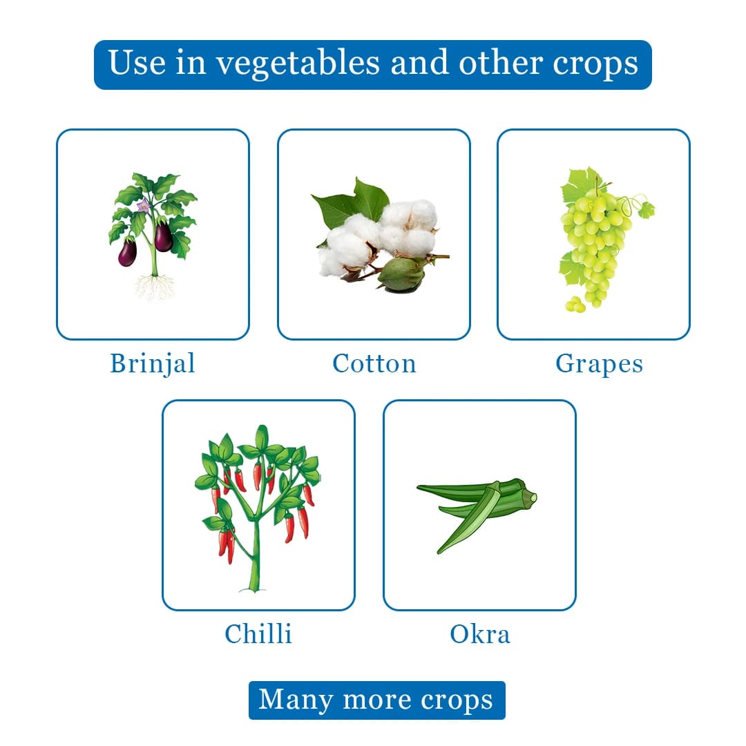Exylon Thiapower Thiamethoxam 25% WG Insecticide, Effective Sucking Pest Control In Crops - Image 4