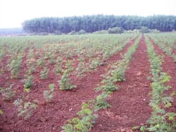 Sri Sai Forestry Subabul Seeds (Leucaena Leucocephala), Safed Babool, Ideal For Fodder Green Manure Plantation And Live Fencing 6