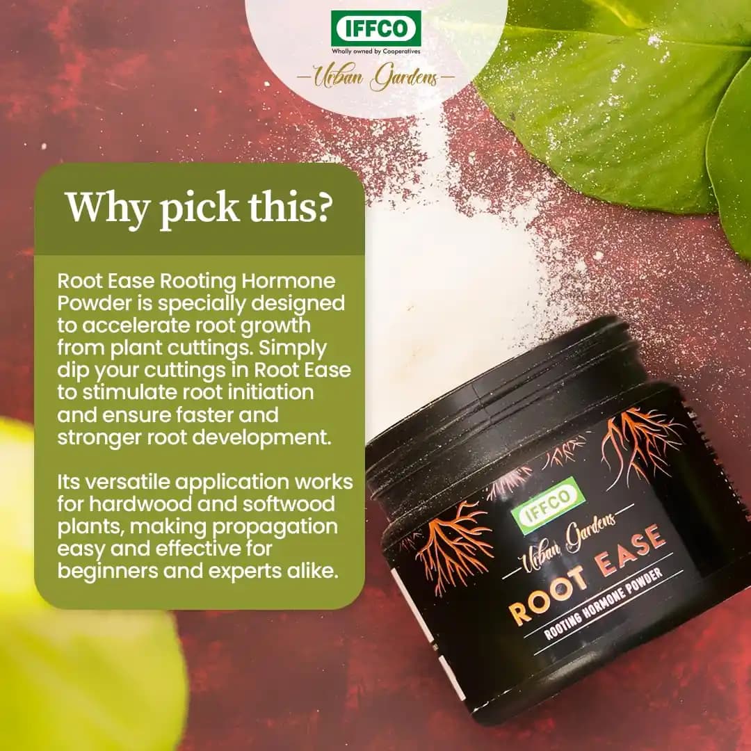 IFFCO Urban Garden Root Ease Rooting Hormone Powder, Fast Root Growth For Plant Cuttings And Grafting - Image 4