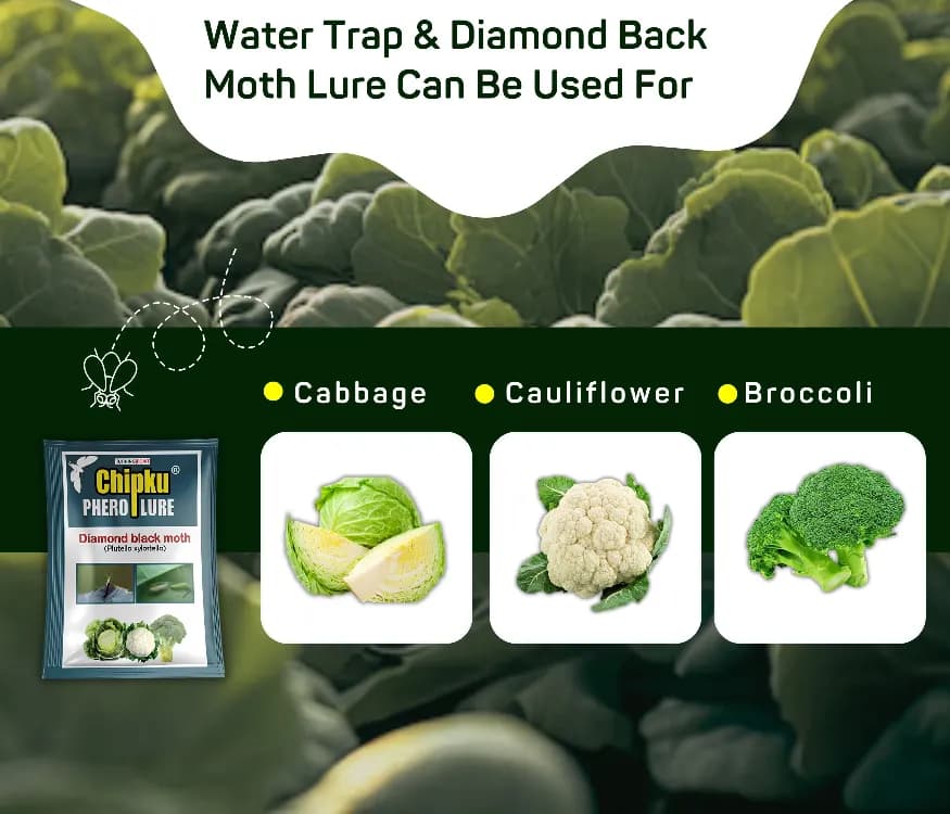 Chipku Pheromone Water Trap With Lure Plutella Xylostella To Catch Insect Diamond Black Moth (DBM) On Cabbage, Brocolli, Cauliflower Plants. - Image 6