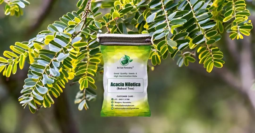 SRI SAI FORESTRY - Arabic Gum (Acacia Nilotica) Babool Tree seeds - Live Fencing Tree Seeds - Image 8