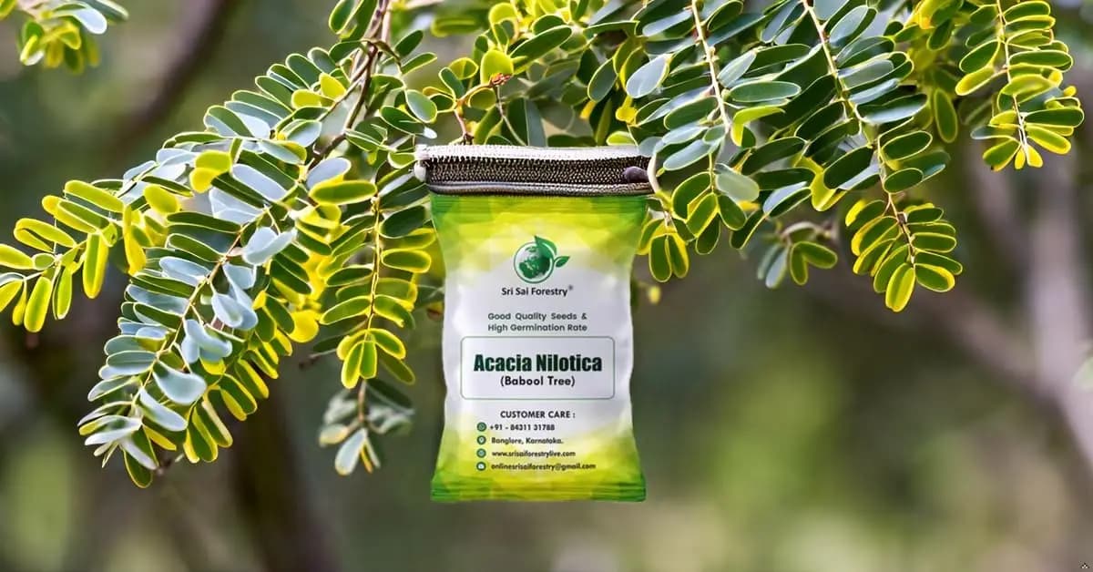 SRI SAI FORESTRY - Arabic Gum (Acacia Nilotica) Babool Tree seeds - Live Fencing Tree Seeds - Image 12