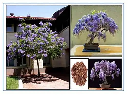 RK Seeds - Jacaranda, Blue Jacaranda Tree Seeds, Jacaranda Mimosifolia Seeds, Black Poui, The Fern Tree Seeds Ornamental Flowering Tree Seeds planting - Image 3