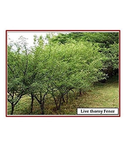 SRI SAI FORESTRY - Arabic Gum (Acacia Nilotica) Babool Tree seeds - Live Fencing Tree Seeds - Image 9