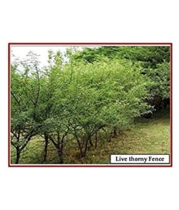 SRI SAI FORESTRY - Arabic Gum (Acacia Nilotica) Babool Tree seeds - Live Fencing Tree Seeds 5