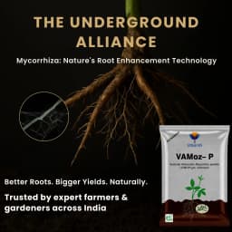Utkarsh VAMoz-P (Mycorrhiza with 100 IP Per Gm) Vesicular Arbuscular Mycorrhizal, Bio Fertilizer 2
