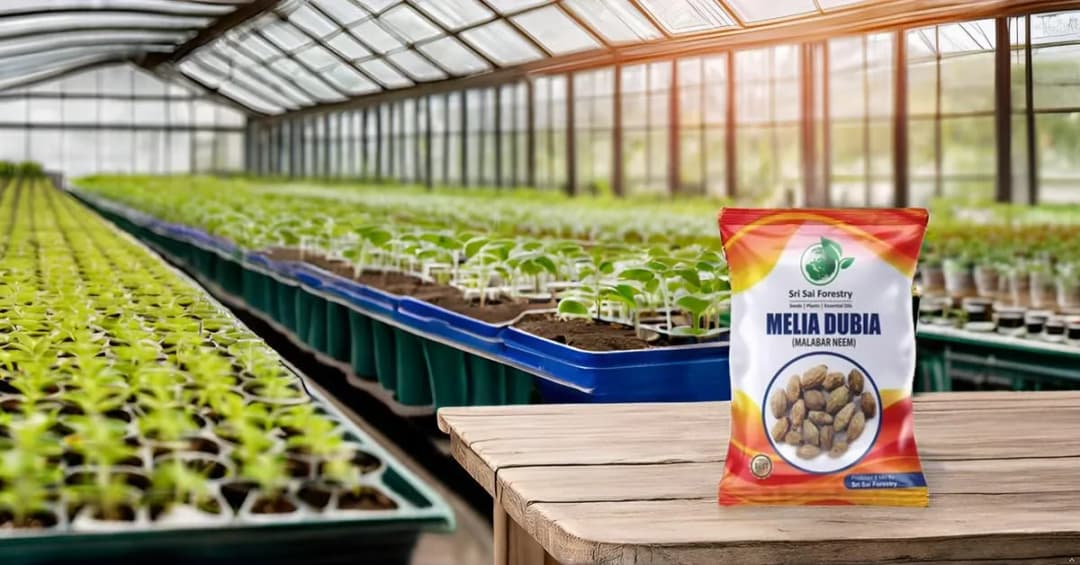 SRI SAI FORESTRY - Melia Dubia Seeds, Malabar Neem Seeds, Fast Growing Tree - Image 10