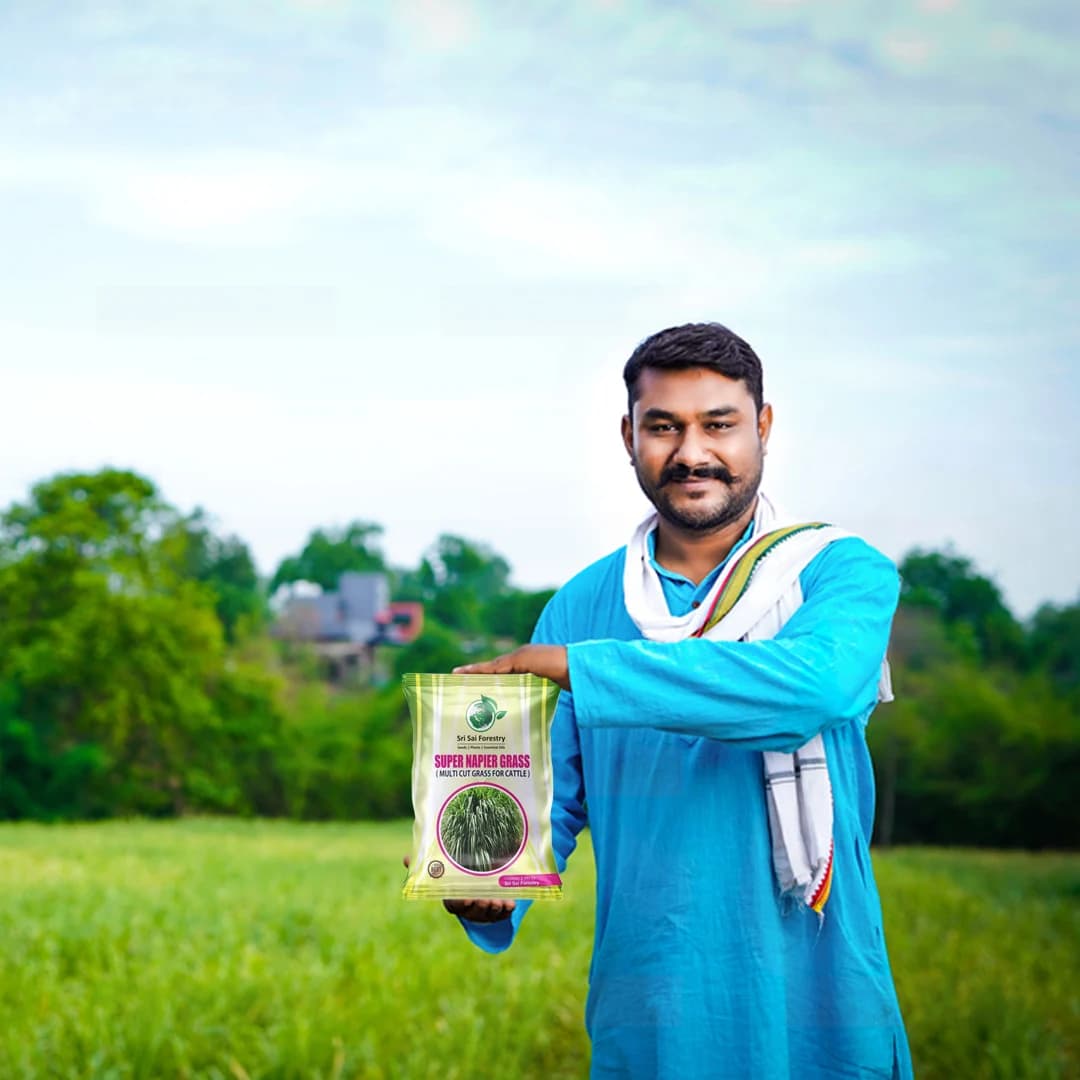 SRI SAI FORESTRY Super Napier Grass Seeds for Cattle, Multi Cut Grass Seed for Animal Fodder - Image 5