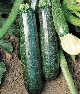 Urja Zucchini F1 Hybrid Titan (Dark Green) Vegetable Seeds, Best Germination Quality.