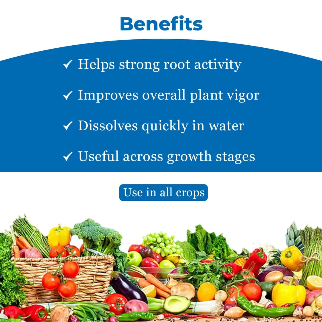 GACIL Plus Complete NPK 19:19:19 Fertilizer For Lush Vegetables, Juicy Fruits, And Stunning Flowers - Image 4