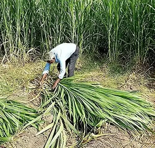 Sri Sai Forestry CSV-33 MF Anant Fodder Grass Seeds, High Yield Multi Cut Grass Seed - Image 10