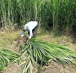 Sri Sai Forestry CSV-33 MF Anant Fodder Grass Seeds, High Yield Multi Cut Grass Seed 10