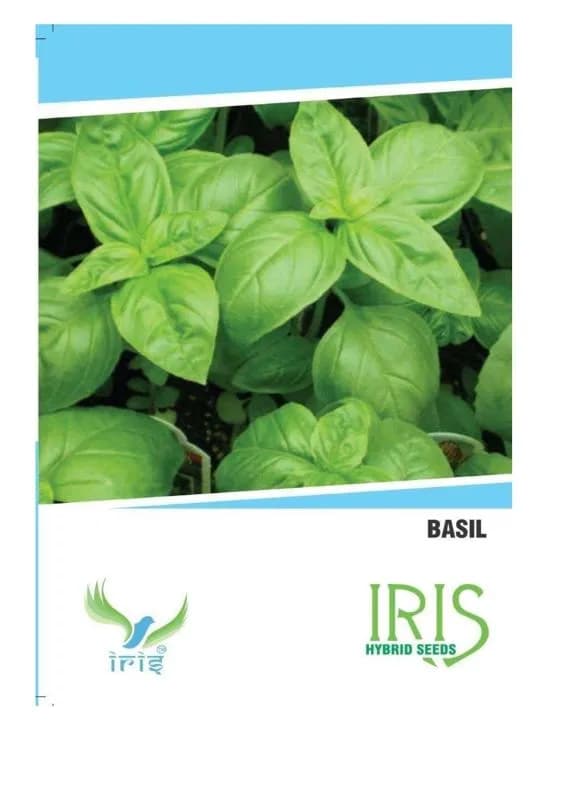 Iris Hybrid Herb Seeds Basil (70 Seeds), Tulsi Ke Beej, Perfect For All Seasons. - Image 1