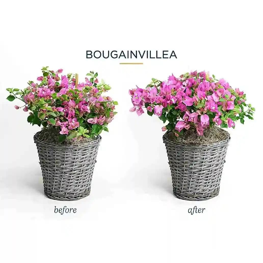 Flower Bloom Organic Flower Booster That Provides All Essential Multi Micro Nutrients And Minerals To All The Flowering Plants - Image 4