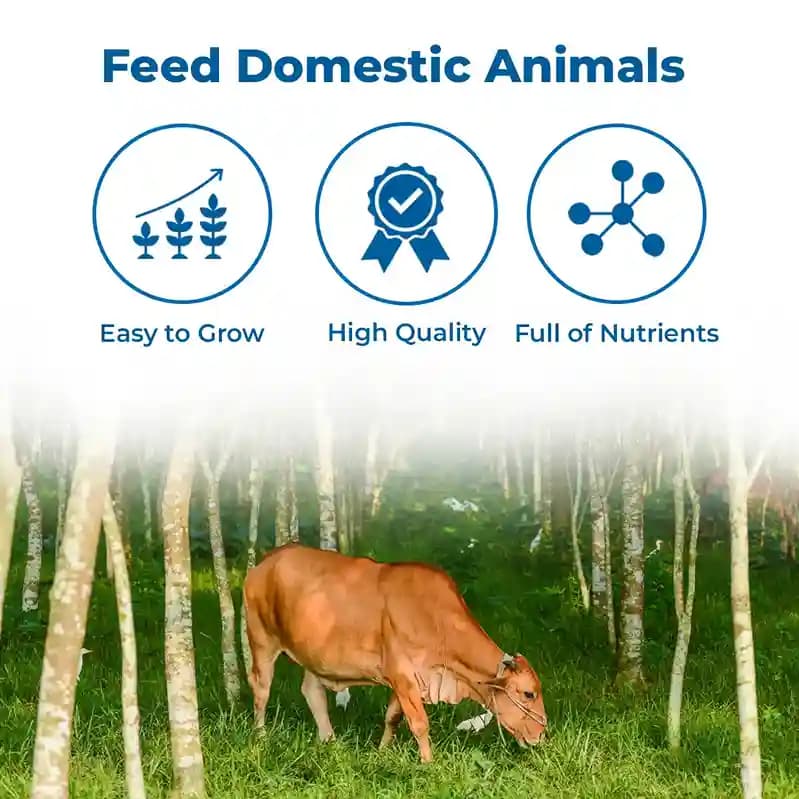 Sri Sai Forestry Super Napier Grass Seeds For Cattle - Elephant Grass Seeds, Pennisetum Purpureum - Image 3