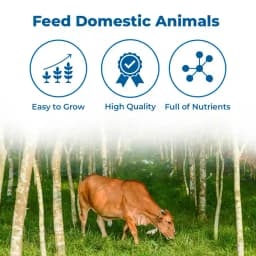 SRI SAI FORESTRY Super Napier Grass Seeds for Cattle, Multi Cut Grass Seed for Animal Fodder 3