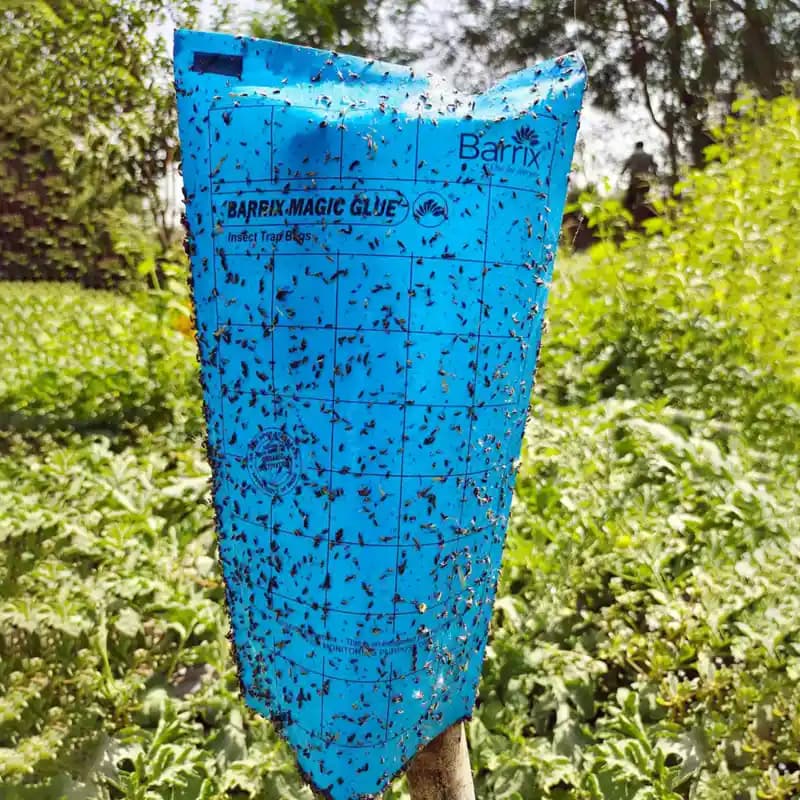 Barrix Magic Glue Insect Trap Bag, Insect Monitoring Purpose, Smart And Sustainable Pest Control (With 30 Yellow Sheet & 10 Blue Sheet + 300ml Glue) - Image 3