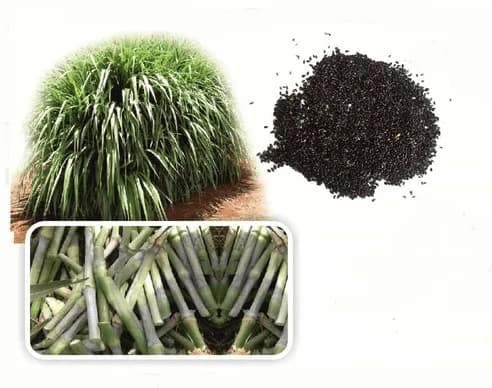 Pioneer Super Napier Grass Seeds - Elephant Grass Seeds, Pennisetum Purpureum - Image 1