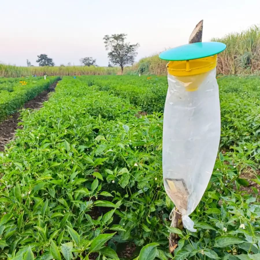 Funnel Trap with Spodo O Lure (Spodoptera Litura Pheromone) For Tobacco, Cotton, Red gram, Tomato and Chilli. - Image 8