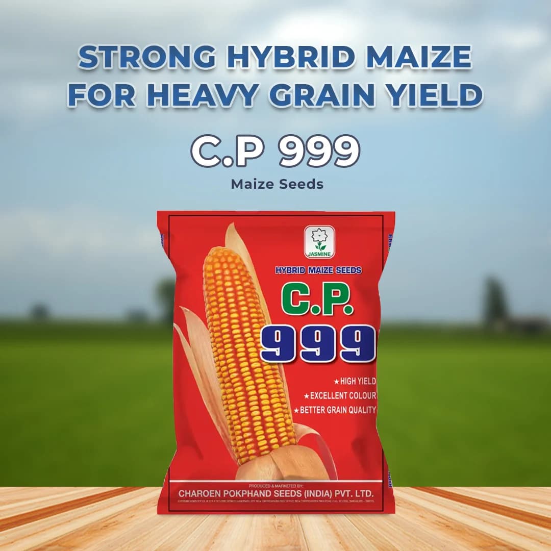Maize Seeds 999 Hybrid - CP Seeds, Makka Ke Beej, High Yeilding, Deep Kernels, Best Quality Makka - Image 2