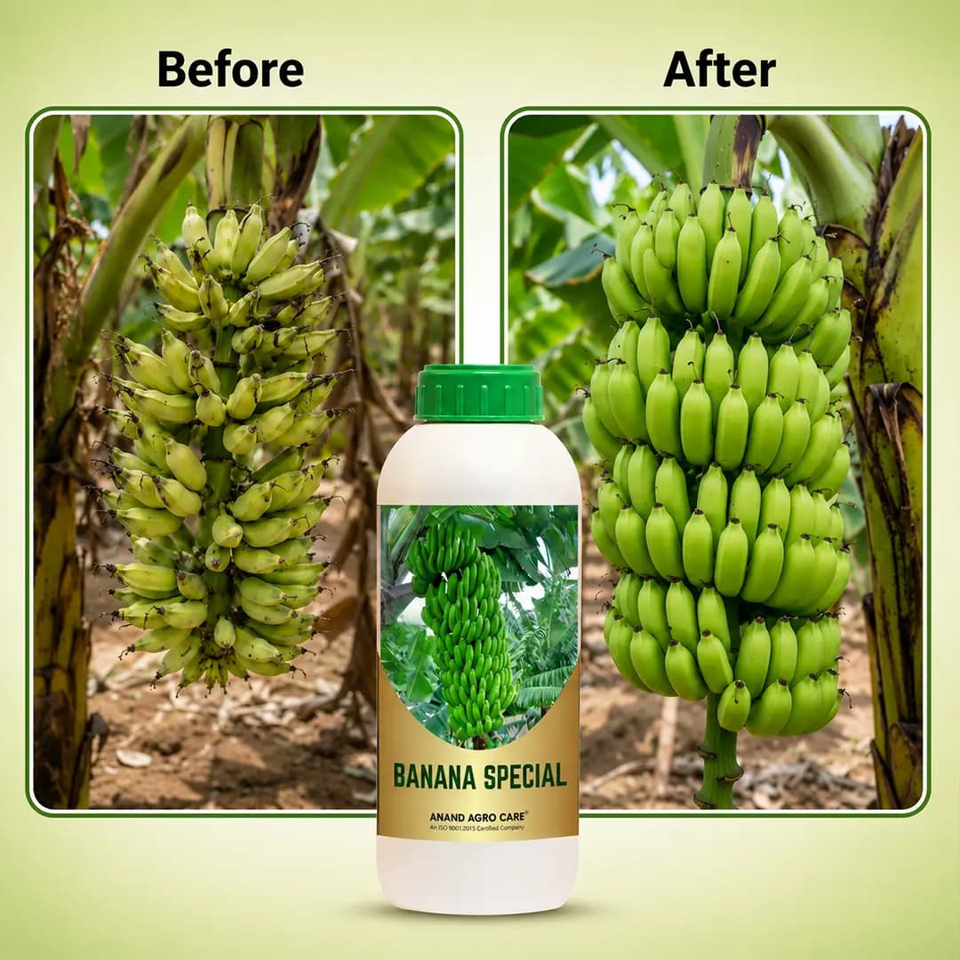 Anand Agro Banana Special Fertilizer - Image 7