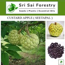 SRI SAI FORESTRY Custard Apple Seeds, Sitafal Ke Beej, Sugar Apple Seeds, Sweetsop Seeds, Annona squamosa Fruit Tree Seeds 6