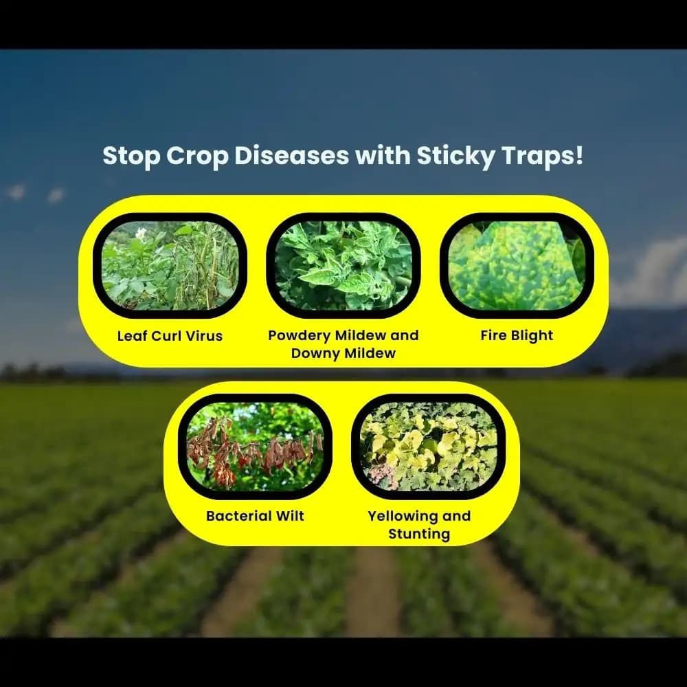 Chipku A5 Yellow & Blue Sticky Trap For Insects, For Garden & Agriculture To Control Whiteflies, Aphids, Thrips, Jassids - Image 10