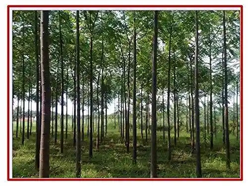 RK Seeds Melia Dubia Seeds, Malabar Neem Treated Seeds. Multipurpose Use, Fast Growing tree ,Malaivembu tree seed ,plywood and pulp wood tree seeds