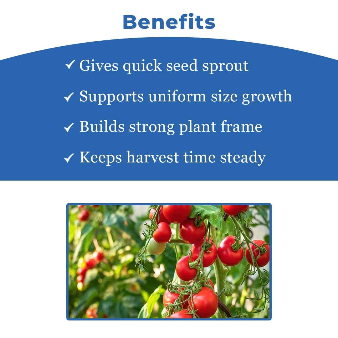 Sagar Tejas SB 29 Tomato Seeds - (Tamatar Seeds) Firm Fruits, Ideal For Kharif and Rabi Seasons (3000 Seeds Pack) - Image 4