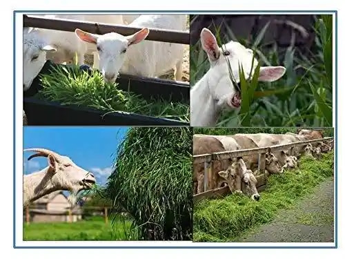 RK Super Napier Grass Seeds - Elephant Grass Seeds, Pennisetum Purpureum