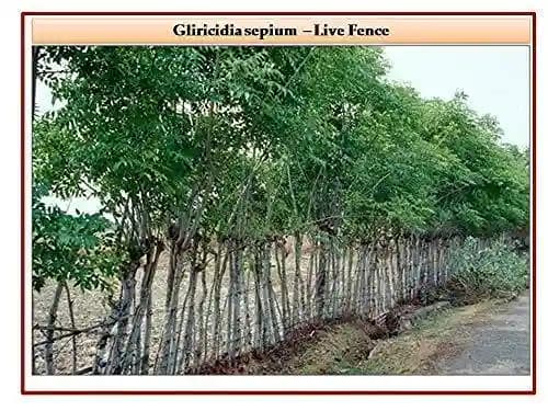 RK Seeds - Acacia Nilotica 100 g + Bamboo Seeds 50 g + Dendrocalamus Strictus 50 g + Tecoma Stans 100 g + Gliricidia Sepium 100 g (Pack of 5) - Image 2