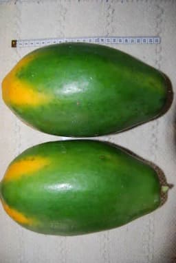 SARPAN Hybrid Papaya Solo-109 Seeds, Small fruits with Uniform size. 2