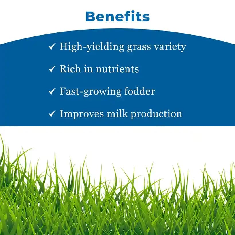 Sri Sai Forestry Super Napier Grass Seeds For Cattle - Elephant Grass Seeds, Pennisetum Purpureum - Image 4