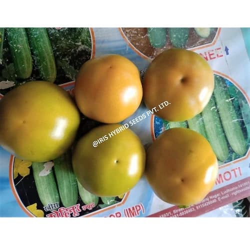 Iris Nancy F1 Hybrid Tomato Seeds, Flat Round, High Yield, TYLCV And Bacterial Wilt Tolerant - Image 4