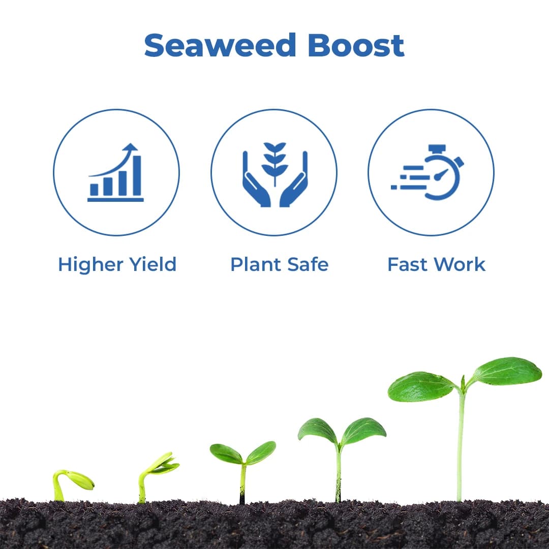 Acadian Goldstar Biostimulant, Ascophyllum Nodosum Seaweed Extract, Enhances Abiotic Stress Of Plant - Image 3