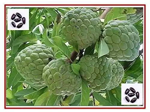RK Seeds- Custard apple seeds-Sitaphal seeds,Annona squamosa, Custard apple fruit garden plants seeds,Sitaphal fruit tree seeds,Sitaphal fruit seeds