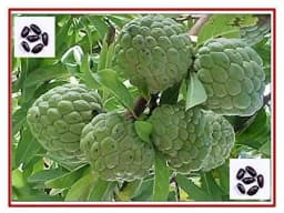 RK Seeds- Custard apple seeds-Sitaphal seeds,Annona squamosa, Custard apple fruit garden plants seeds,Sitaphal fruit tree seeds,Sitaphal fruit seeds 2