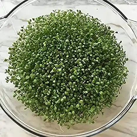 SK ORGANIC Clover Seeds (Barseem Seeds) For Microgreens Sprouting and Cultivation (Multicut Grass) - Image 2