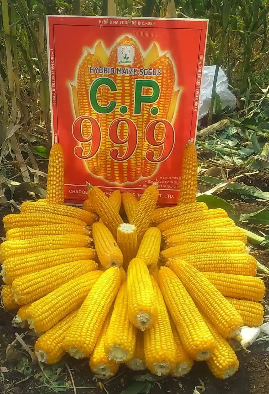 Maize Seeds 999 Hybrid - CP Seeds, Makka Ke Beej, High Yeilding, Deep Kernels, Best Quality Makka - Image 7