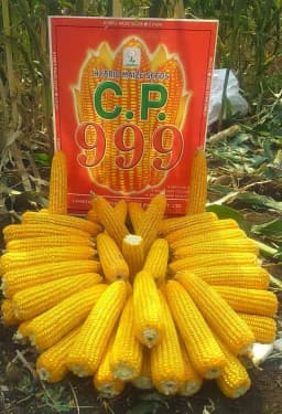 Maize Seeds 999 Hybrid - CP Seeds, Makka Ke Beej, High Yeilding, Deep Kernels, Best Quality Makka 7