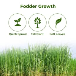 Sri Sai Forestry COFS 31 Grass Seeds For Goat And Cow, Multi Cut Fodder Seed 3