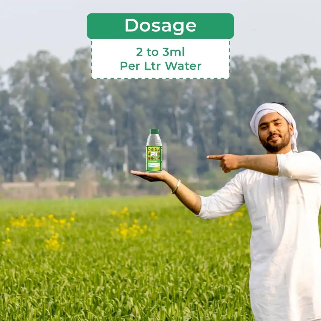 Thyla N (Nitrogen) Yield Enhancer. Increase the chlorophyll content in the leaves leading to higher photosynthetic rate. - Image 5